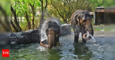 नागरी बॉडीची योजना कटराज प्राणिसंग्रहालयात बर्ड पार्क सुरू करण्याची, अभ्यागत सुविधा सुधारण्याची योजना आहे