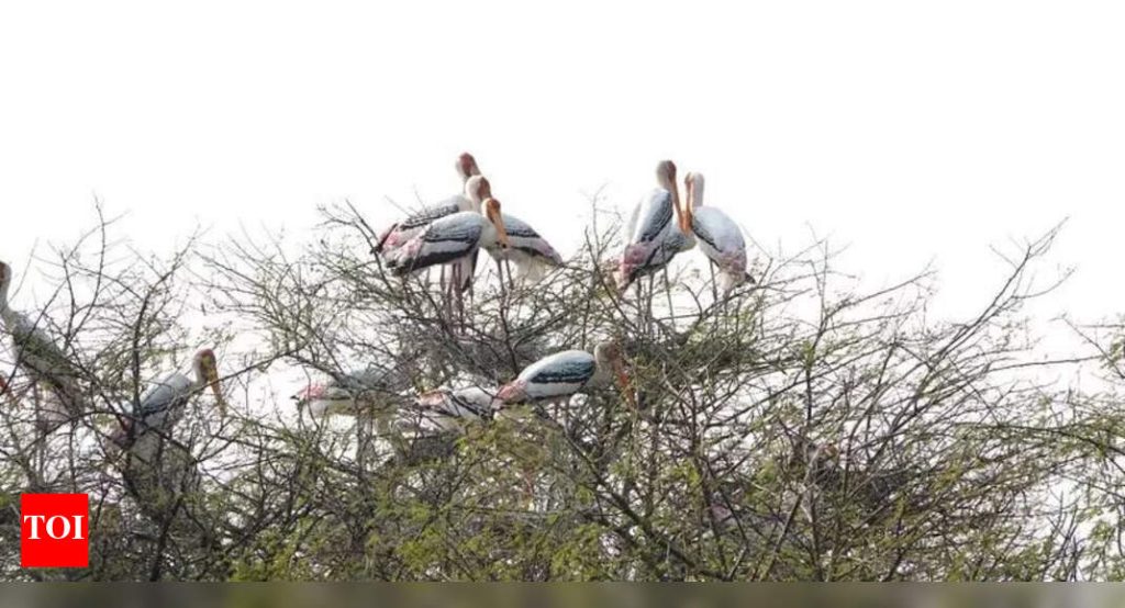 मान्सून लांबल्याने महाराष्ट्रात स्थलांतरित पक्ष्यांचे आगमन होण्याची शक्यता तज्ज्ञांनी व्यक्त केली आहे पुणे बातम्या