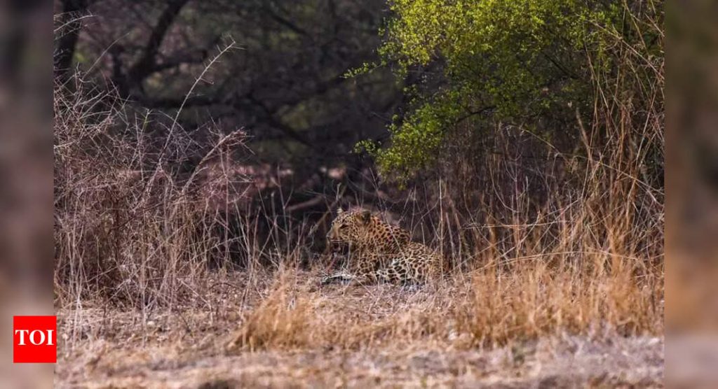 नुकत्याच झालेल्या तीन मृत्यूनंतर पिंपरखेड, जांबुत या गावांपासून बिबट्यांना दूर ठेवण्यासाठी वनविभागाने एआय अलर्ट यंत्रणा बसवली