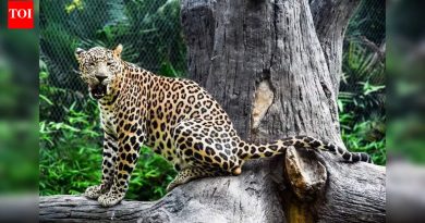 पुण्याजवळ बिबट्याच्या हल्ल्यातून बचावलेला ५ वर्षांचा बालक, बरा होण्यासाठी कोमातून बाहेर आला