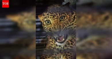 आयटी फर्म कॉग्निझंटने हिंजवडीतील कर्मचाऱ्यांना बिबट्याच्या चकमकीबाबत सल्लागार जारी केले