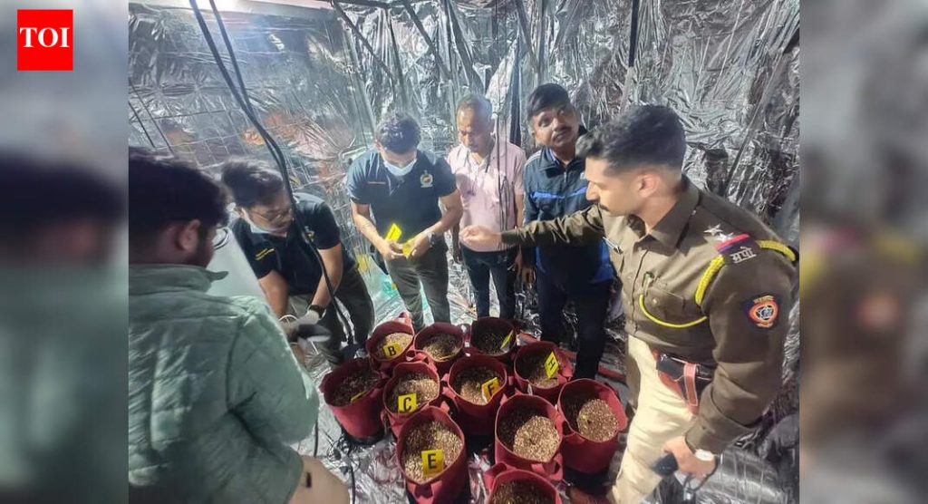 दोन एमबीए पदवीधरांनी हिंजवडीतील भाड्याने घेतलेल्या फ्लॅटमध्ये हायड्रोपोनिक गांजा पिकवण्यासाठी एआयचा वापर केला आणि ड्रग्ज पकडले