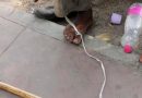 स्नायूंच्या नुकसानापासून ते चयापचयाच्या वाढीपर्यंत: फिटनेस आणि त्वचेचे आरोग्य पुन्हा परिभाषित करणारी एक नॉन-आक्रमक तंत्रज्ञान स्नायूंच्या नुकसानापासून ते चयापचयाच्या वाढीपर्यंत: फिटनेस आणि त्वचेचे आरोग्य पुन्हा परिभाषित करणारी एक नॉन-आक्रमक तंत्रज्ञान