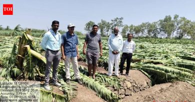 गारपीट, वाऱ्यामुळे पुणे जिल्ह्यातील १०० हेक्टरवरील फळबागा भुईसपाट पुणे बातम्या
