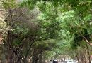 हवामान बदल असूनही भारत हिरवागार होण्याची शक्यता: IITM अभ्यास | पुणे बातम्या