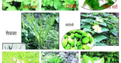 रान भाज्या खाद्य महोत्सवाचे पी. एम.श्री.जिल्हा परिषद  विद्यालय कामरगाव  येथे आयोजन!