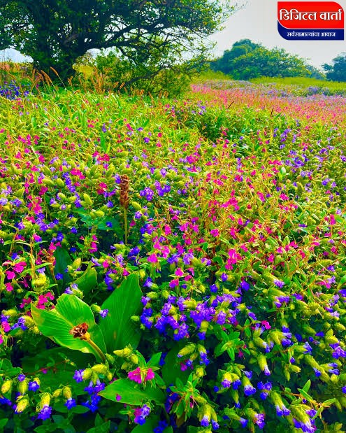 कास पठार फुलोत्सव प्रारंभ:पर्यटकांसाठी निसर्गाची जादू अनुभवण्याची सुवर्णसंधी!